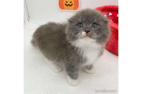 成約済の愛知県のスコティッシュフォールド(折れ耳)-99576の3枚目