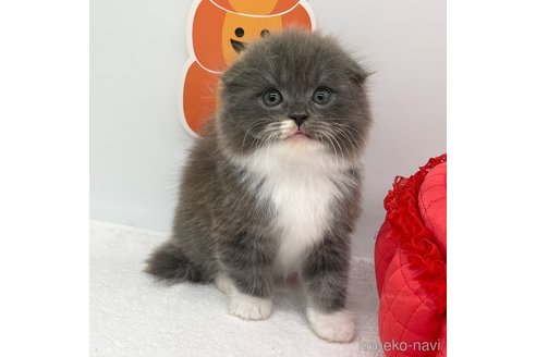 成約済の愛知県のスコティッシュフォールド(折れ耳)-99576の1枚目