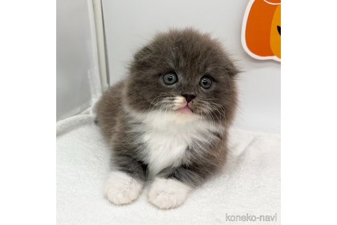 成約済の愛知県のスコティッシュフォールド(折れ耳)-99576の4枚目