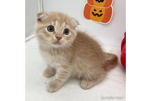 成約済の愛知県のスコティッシュフォールド(折れ耳)-99577の2枚目