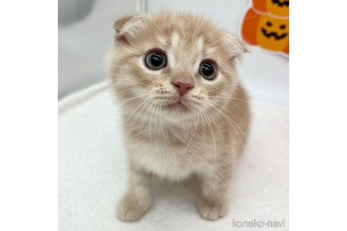 成約済の愛知県のスコティッシュフォールド(折れ耳)-99577の3枚目