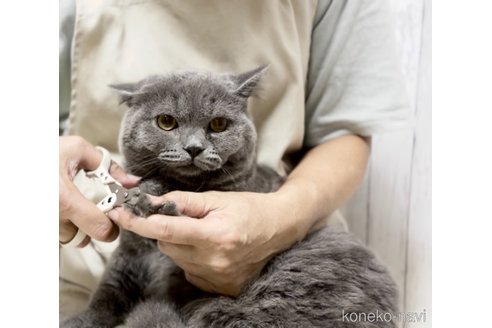 成約済の静岡県のブリティッシュショートヘア-99592の3枚目