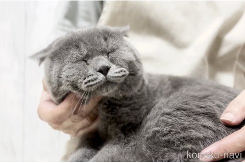 成約済の静岡県のブリティッシュショートヘア-99592の4枚目