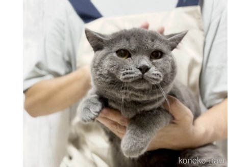 成約済の静岡県のブリティッシュショートヘア-99592の1枚目