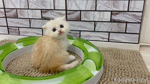 成約済の福岡県のマンチカン(短足)-99595の3枚目
