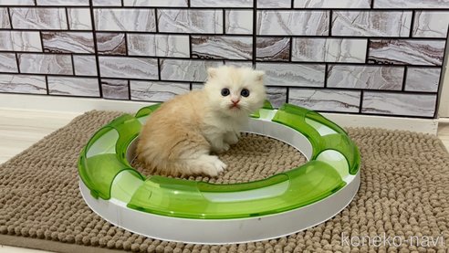 成約済の福岡県のマンチカン(短足)-99595の1枚目