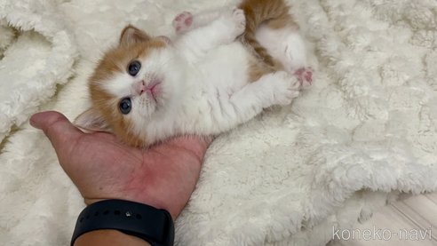成約済の福岡県のマンチカン(短足)-99596の3枚目