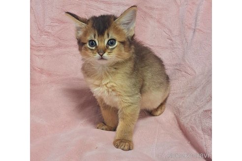 成約済の茨城県のソマリ-99602の2枚目