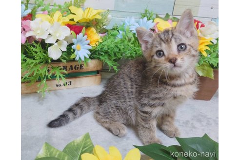 成約済の大阪府のジェネッタ-99610の3枚目