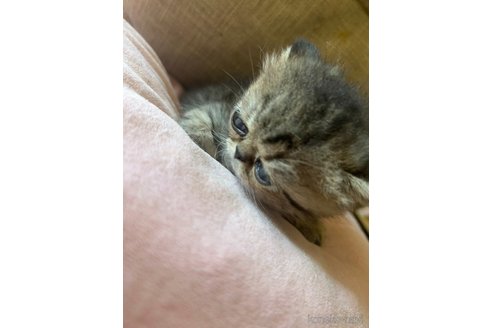 成約済の愛知県のエキゾチックショートヘア-99614の3枚目