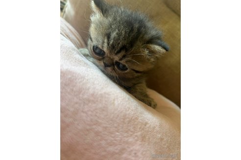 成約済の愛知県のエキゾチックショートヘア-99614の4枚目
