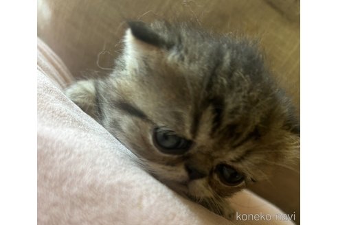 成約済の愛知県のエキゾチックショートヘア-99614の2枚目