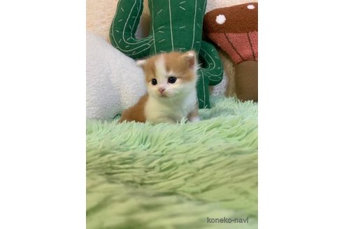 成約済の大阪府のスコティッシュフォールド-99618の3枚目