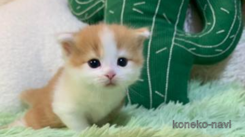 成約済の大阪府のスコティッシュフォールド-99618の1枚目