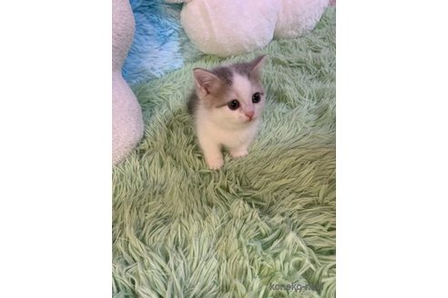 成約済の大阪府のマンチカン(短足)-99622の4枚目