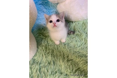 成約済の大阪府のマンチカン(短足)-99622の2枚目