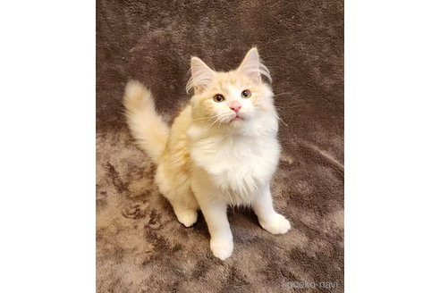 成約済の神奈川県のノルウェージャンフォレストキャット-92733の7枚目