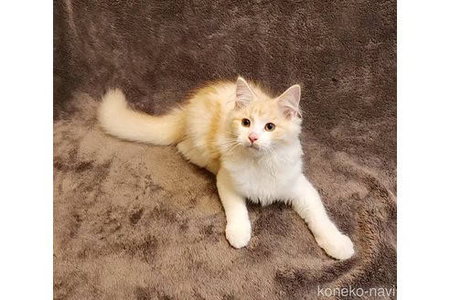 成約済の神奈川県のノルウェージャンフォレストキャット-92733の6枚目