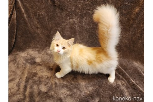 成約済の神奈川県のノルウェージャンフォレストキャット-92733の5枚目