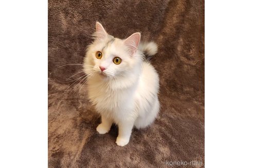 成約済の神奈川県のノルウェージャンフォレストキャット-86910の3枚目