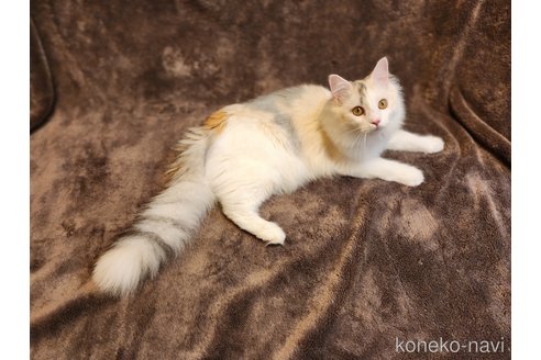 成約済の神奈川県のノルウェージャンフォレストキャット-86910の2枚目