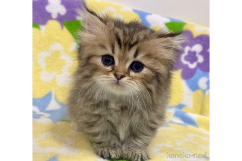 成約済の神奈川県のミヌエット-98392の1枚目
