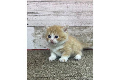 成約済の兵庫県のミヌエット(短足)-99698の2枚目