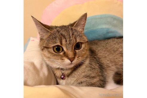 かたくりこちゃん1枚目