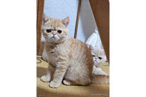 成約済の千葉県のエキゾチックショートヘア-95137の2枚目