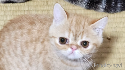 成約済の千葉県のエキゾチックショートヘア-95137の1枚目