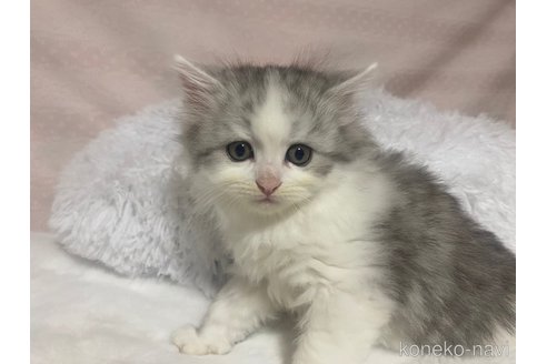 成約済の栃木県のサイベリアン-98920の7枚目