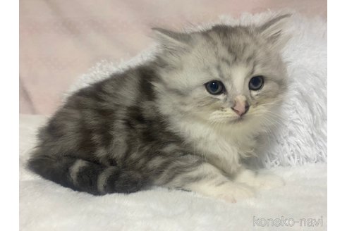 成約済の栃木県のサイベリアン-98918の4枚目