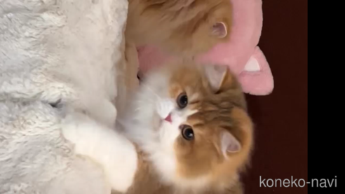 Sukaちゃん1枚目