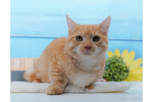 成約済の東京都のマンチカン-99756の4枚目