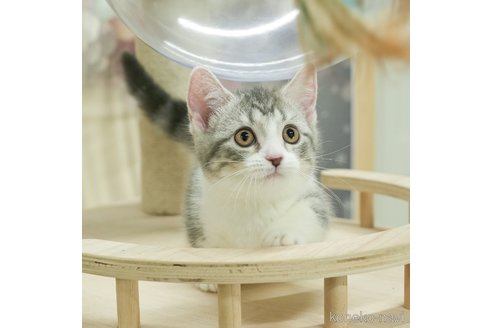 成約済の千葉県のマンチカン(短足)-99768の1枚目