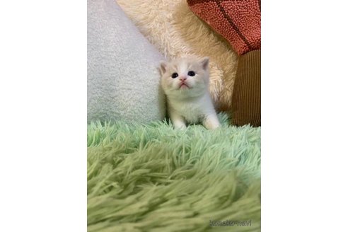 成約済の大阪府のスコティッシュフォールド-99771の3枚目