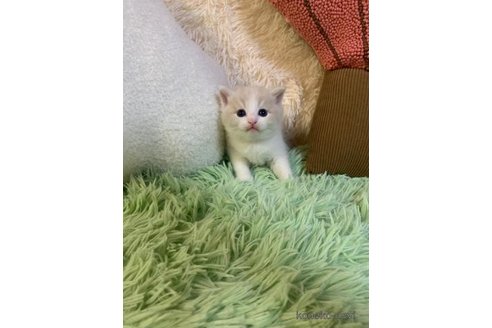 成約済の大阪府のスコティッシュフォールド-99771の2枚目