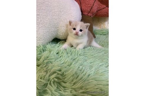 成約済の大阪府のスコティッシュフォールド-99771の4枚目