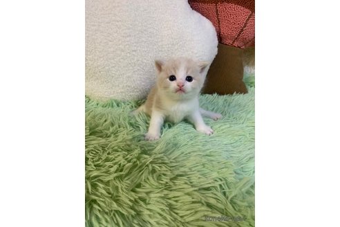 成約済の大阪府のスコティッシュフォールド-99771の5枚目