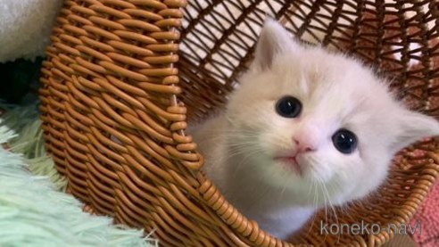 成約済の大阪府のスコティッシュフォールド-99771の1枚目