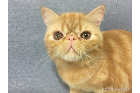 成約済の神奈川県のエキゾチックショートヘア-88220の6枚目