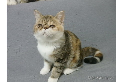 成約済の神奈川県のエキゾチックショートヘア-91298の7枚目
