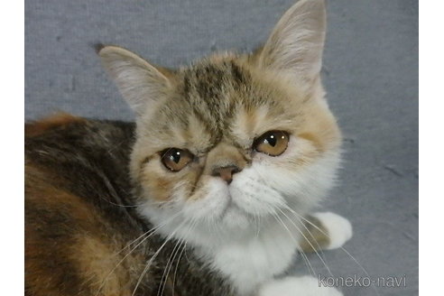 成約済の神奈川県のエキゾチックショートヘア-91298の6枚目