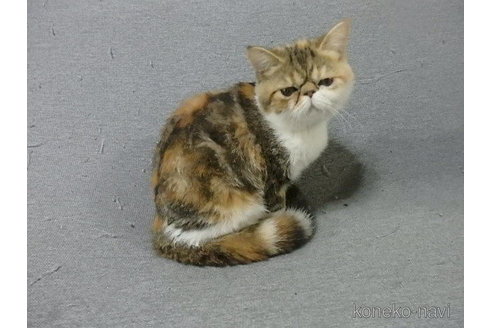 成約済の神奈川県のエキゾチックショートヘア-91298の4枚目