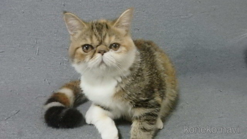 成約済の神奈川県のエキゾチックショートヘア-91298の2枚目
