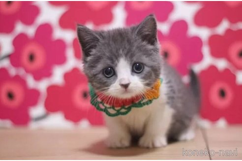 成約済の東京都のスコティッシュフォールド-99787の2枚目