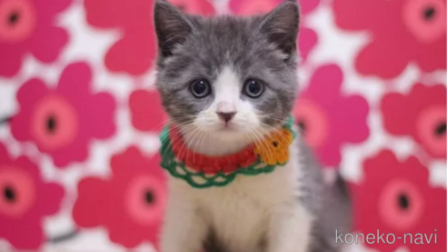 成約済の東京都のスコティッシュフォールド-99787の1枚目