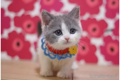 成約済の東京都のスコティッシュフォールド-99788の1枚目