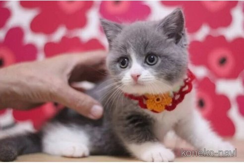 成約済の東京都のブリティッシュショートヘア-99789の2枚目