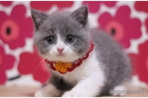 成約済の東京都のブリティッシュショートヘア-99789の3枚目